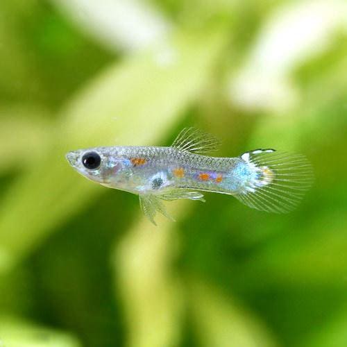 （熱帯魚）ワイルド・グッピー　トカンチンス産（国産ブリード）（３ペア）　北海道航空便要保温　ＣＲＣ13―12―47―00―00 5,524円