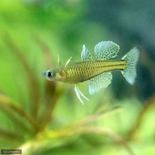 （熱帯魚）バタフライ・レインボー（３０匹）　北海道航空便要保温　ＣＲＣ13―48―00―00―00 6,229円