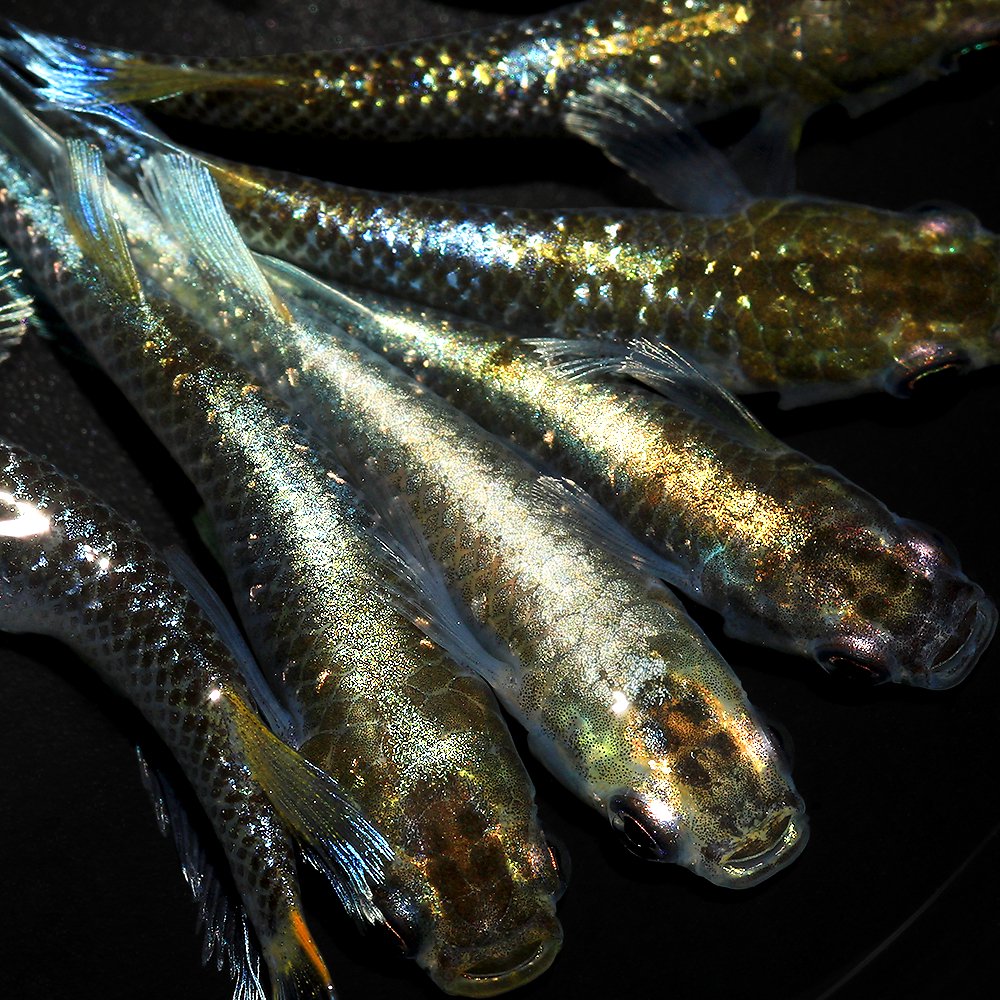 （めだか）ミッドナイトフリルメダカ　体外光タイプ　色付き　メダカ屋サバンナブリード（３匹）　北海道・九州航空便要保温　ＣＲＣ60―20―22―40―10