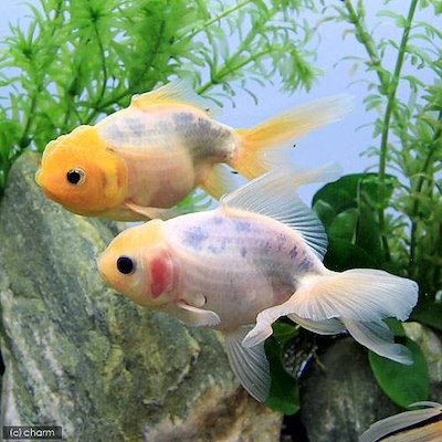 Qoo10] （国産金魚）ミルク東錦（1匹） CRC6 : 熱帯魚