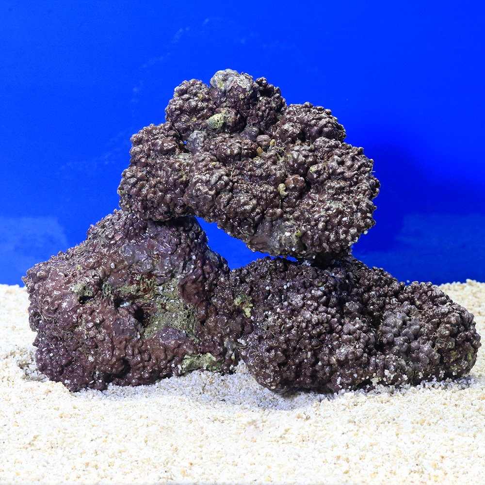 （海水魚）ライブロック　ＥＸＳグレード　パープルロック　Ｓサイズ　１ｋｇ（形状お任せ）　北海道・九州航空便要保温　ＣＲＣ26―55―70―20―00