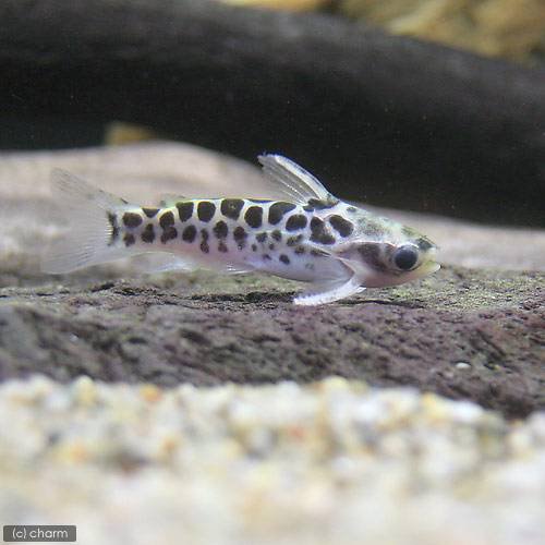 （熱帯魚）ゴールデンレオパードタティア（ワイルド）（３匹）　北海道・九州航空便要保温　ＣＲＣ13―46―00―00―00