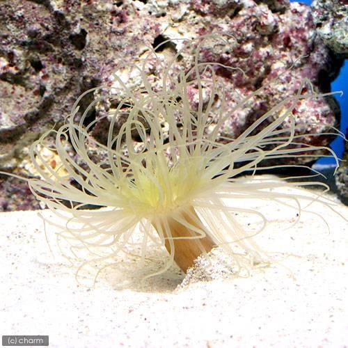 （海水魚）ハナギンチャクｓｐ．　おまかせカラー（１匹）無脊椎動物　ＣＲＣ26―63―00―00―00