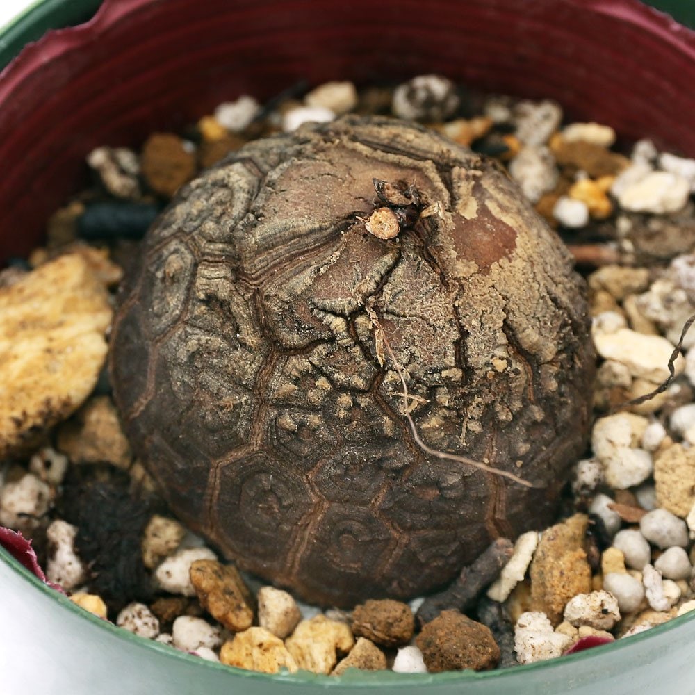 （観葉植物）ディオスコレア　エレファンティぺス（亀甲竜）　Ｍサイズ　３号（１鉢）　ＣＲＣ15―60―75―00―00