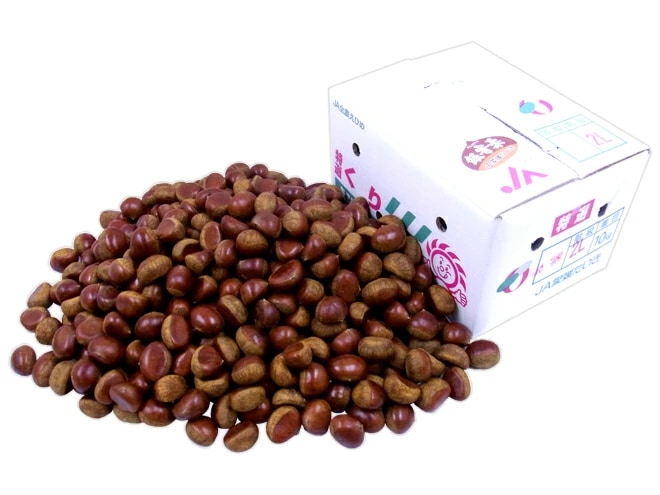 愛媛県 JAたいき =銀寄栗= 秀品 2L 約10kg 予約 10月以降