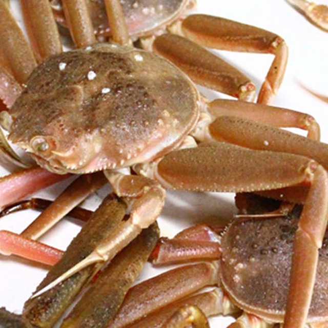 オオズワイガニ メス 活 訳あり 北海道産 2kg（約4から12尾入） 身入り7分前後