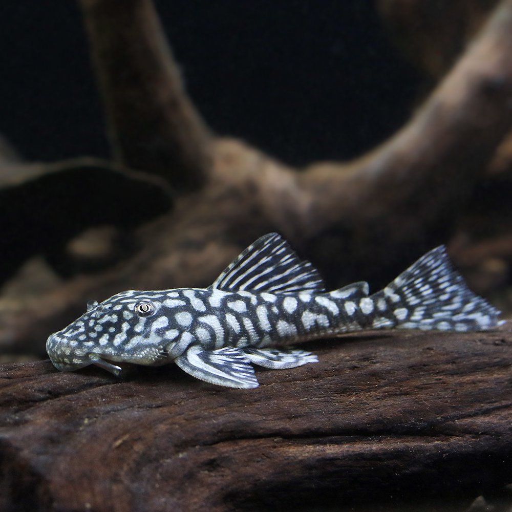 （熱帯魚）ロイヤルスポットスパングル・プレコ（ワイルド）（１匹）　北海道・九州航空便要保温　ＣＲＣ13―44―10―00―00