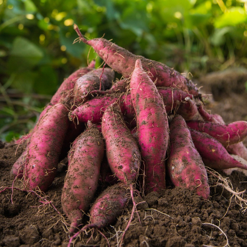 2025年新物 さつまいも 紅はるか 20kg （土付き大小サイズ混在） ほくほく食感でさっぱりした甘さ 鹿児島県産 べにはるか