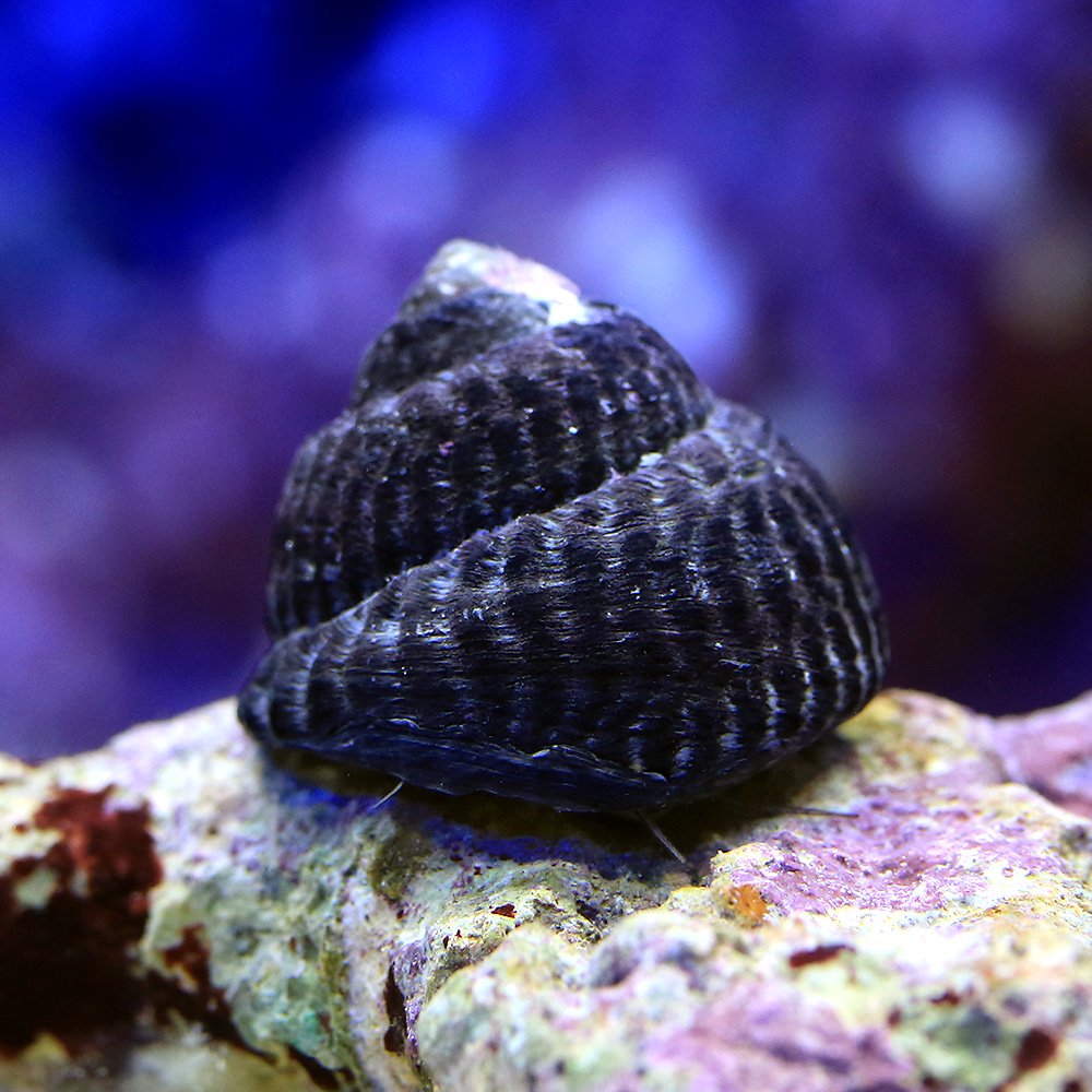 （海水魚）貝　コイソ貝　コケの掃除（３０匹）　北海道・九州航空便要保温　ＣＲＣ26―45―20―00―00