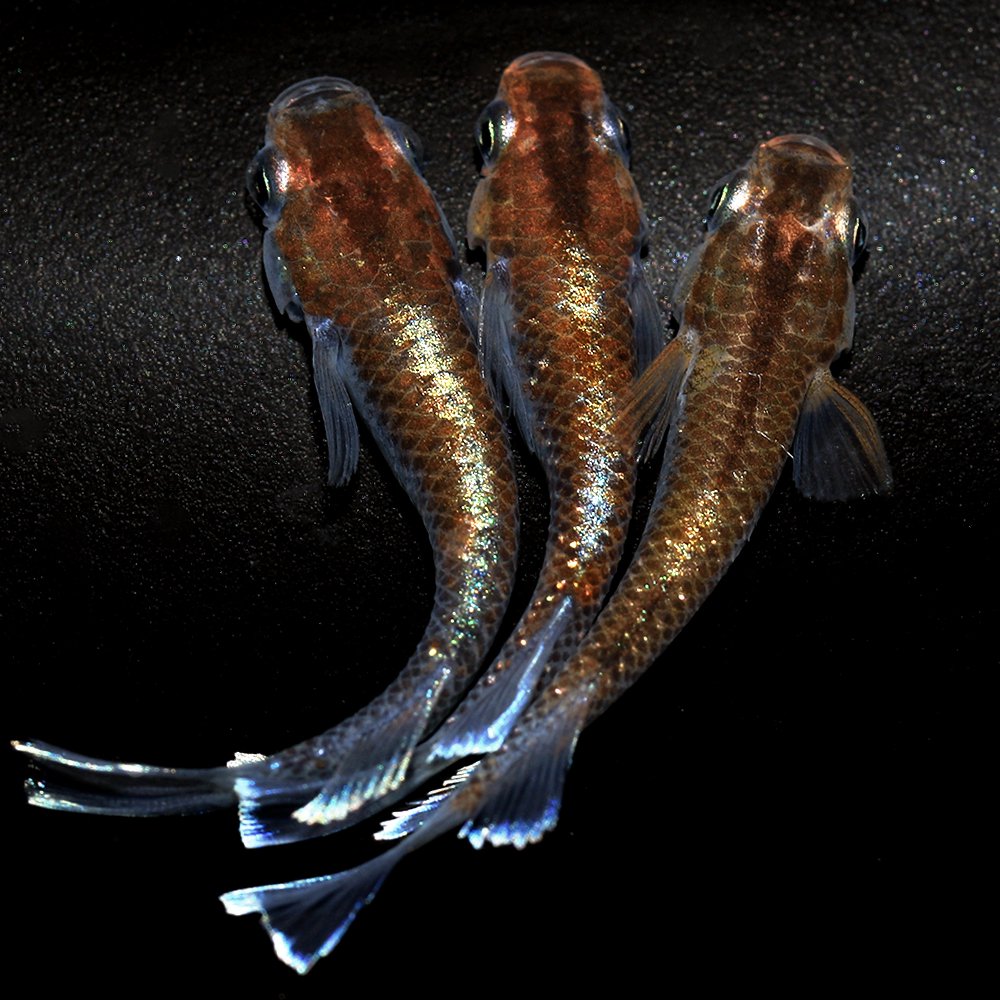 （めだか）レッドクリフメダカ　ダークタイプ　（１０匹）　ＣＲＣ60―20―22―70―40