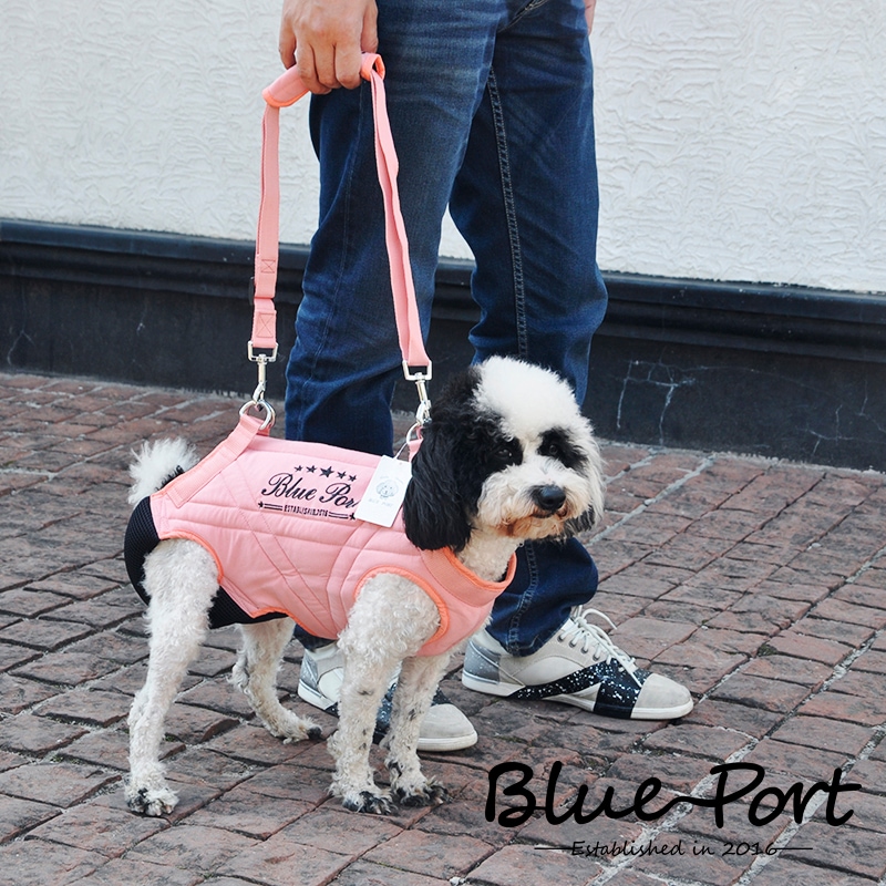 バッグからの青いポートの古い犬犬補助術後のリハビリテーション犬の袋を引く