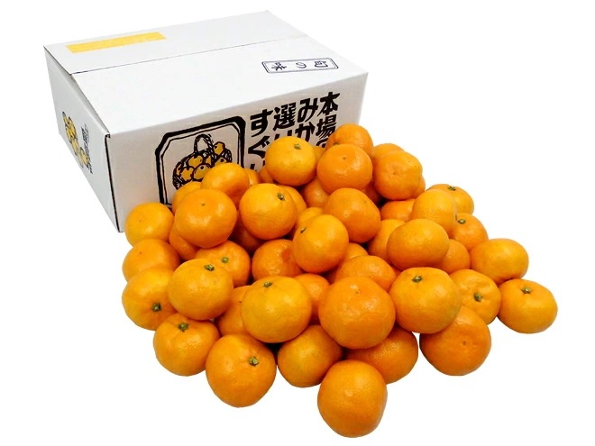 =和歌山 有田産 鉢内みかん= 秀品 S-Mサイズ 約5kg はちうちみかん 予約 11月末以降