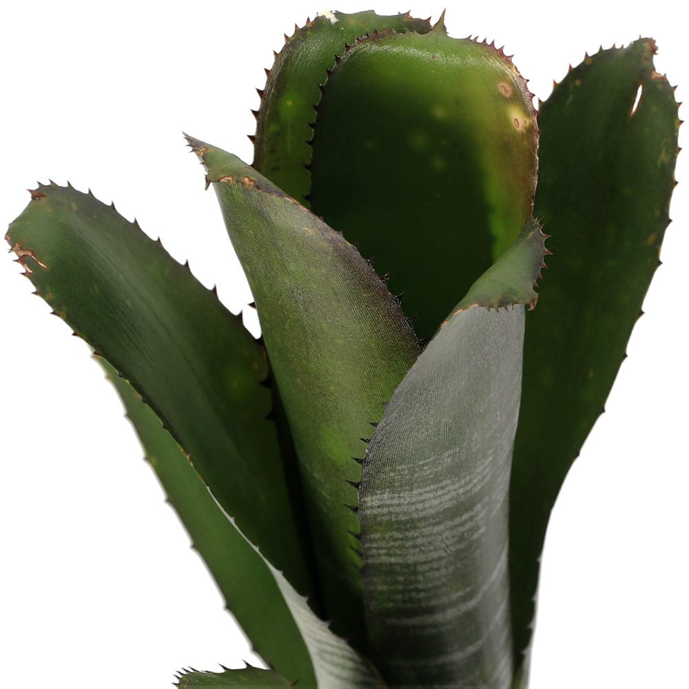 （観葉植物）ビルベルギア　’スモークスタック’　タイ産　２号（１株）タンクブロメリア　ＣＲＣ15―30―20―22―00