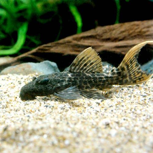 （熱帯魚）タイタニック・トリム（ワイルド）（１匹）　北海道・九州航空便要保温　ＣＲＣ13―44―50―00―00