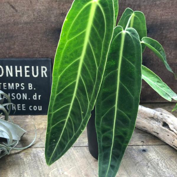 アンスリウム ワロクアーナム 「Anthurium warocqueanum 」3.5号