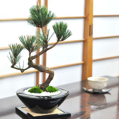盆栽寿松 初心者 お祝い 癒やし ミニ フラワープレゼント 趣味 モダン盆栽 ミニ盆栽 ギフト 誕生日 退職