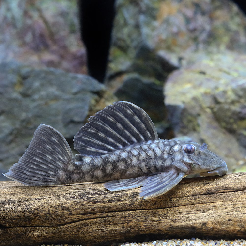（熱帯魚）ポルカドット・カイザープレコ（１匹）　北海道・九州航空便要保温　ＣＲＣ13―44―40―00―00