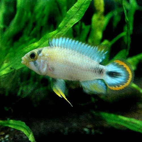 （熱帯魚）アピストグラマ・パンドゥロ（ヨーロッパブリード）（１ペア）　北海道・九州航空便要保温　ＣＲＣ13―28―16―00―00