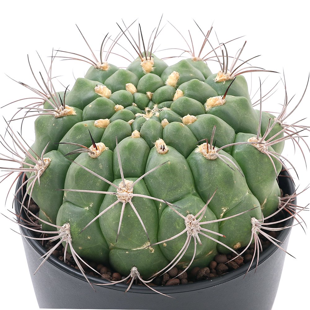 （多肉植物）サボテン　ギムノカリキウム　新天地　５号（１鉢）　ＣＲＣ15―62―95―00―00