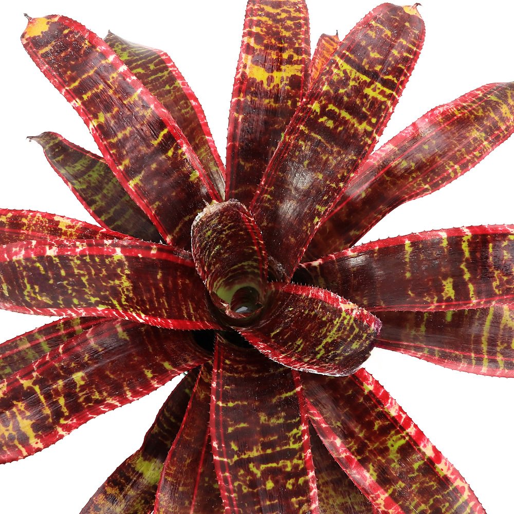 （観葉植物）ネオレゲリア　’ルシファー’　４号（１鉢）タンクブロメリア　ＣＲＣ15―30―20―22―00