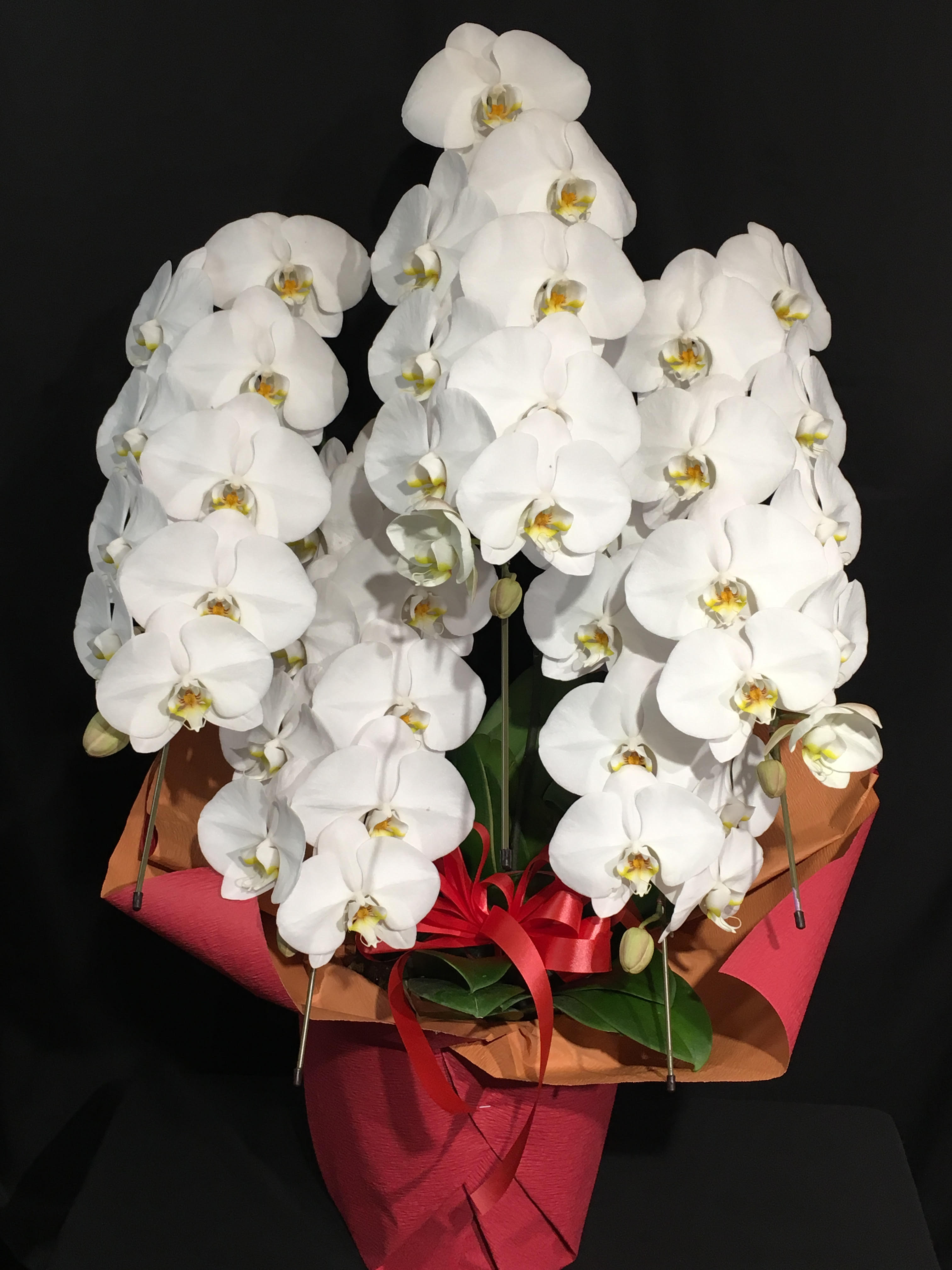商品ID 7698 胡蝶蘭　白　５本立ち　生花