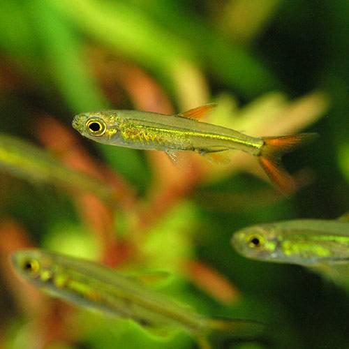 （熱帯魚）ジェリービーン・テトラ（３０匹）　北海道航空便要保温　ＣＲＣ13―20―15―00―00