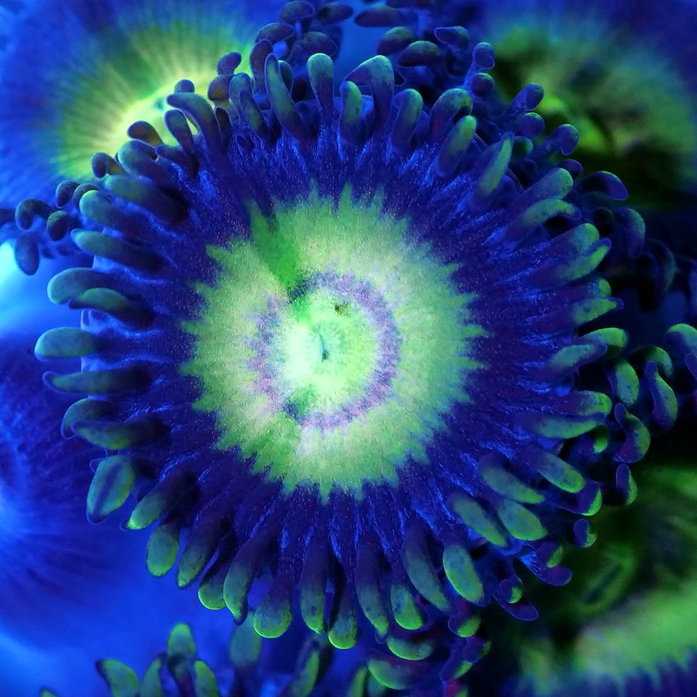 （サンゴ）フラグサンゴ　クロシオマメスナギンチャク　パロット　ポリカプラグ付き（１個）　ｗｈ-１５　北海道・九州航空便要保温　ＣＲＣ26―50―80―00―00