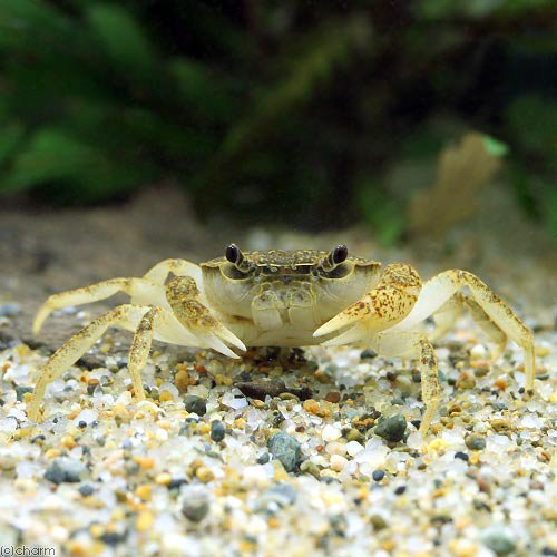 （エビ・カニ）サカモトサワガニ　（１ペア）　ＣＲＣ13―84―20―10―00