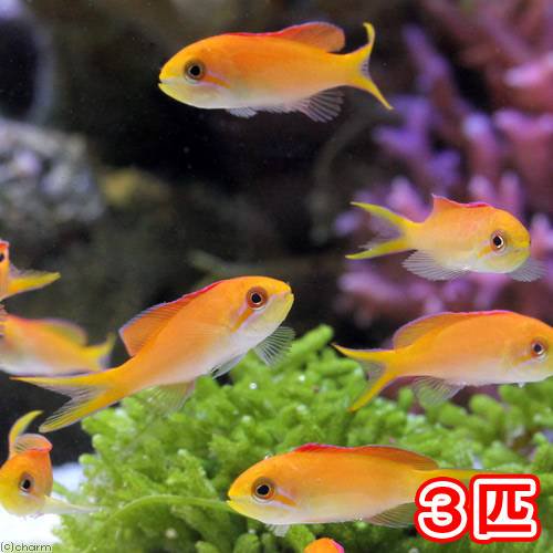 （海水魚）沖縄産　アカネハナゴイ　Ｓサイズ（３匹）　北海道航空便要保温　ＣＲＣ26―30―20―00―00