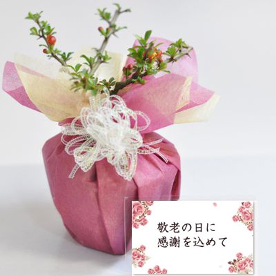 盆栽喜ばれるミニ長寿梅の盆栽【送料無料】 初心者 お祝い 癒やし ミニ フラワープレゼント 趣味 モダン盆栽 ミニ盆栽 ギフト 誕生日 退職