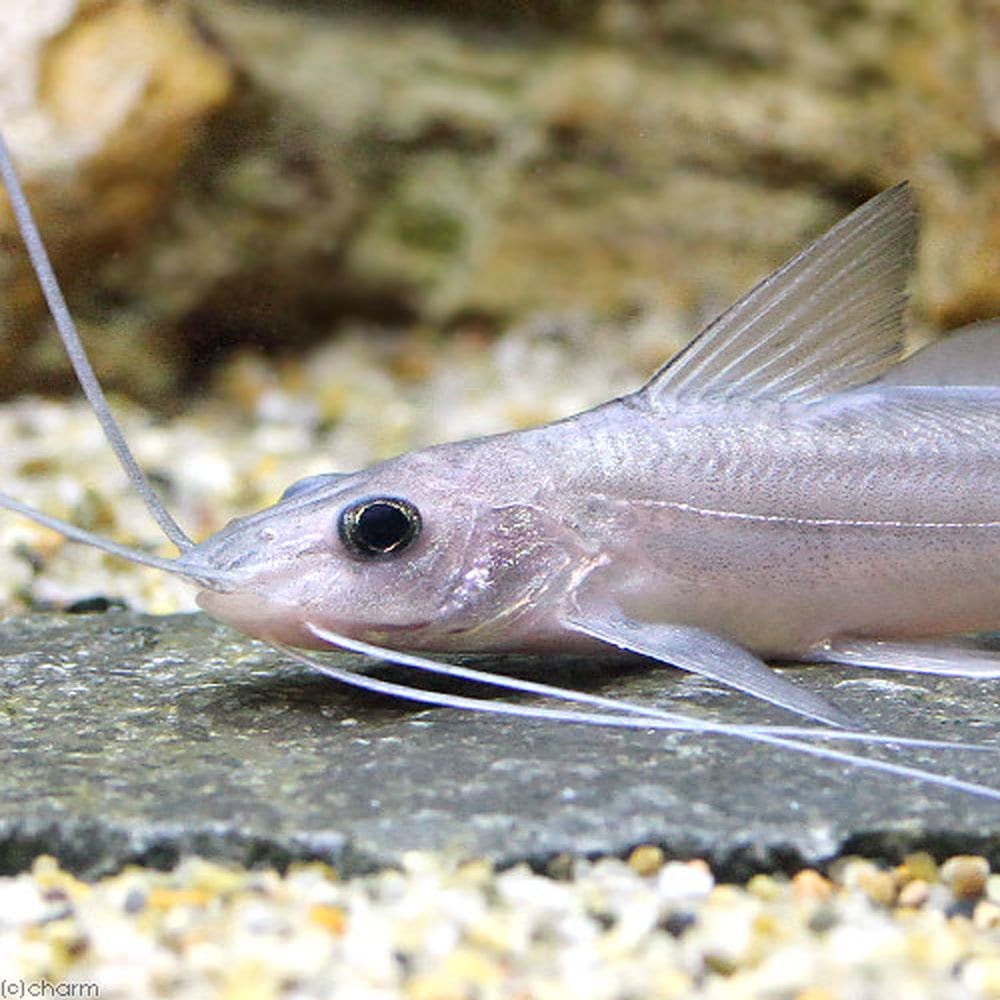 （熱帯魚）バルバード・キャット（１匹）　北海道航空便要保温　ＣＲＣ13―46―00―00―00