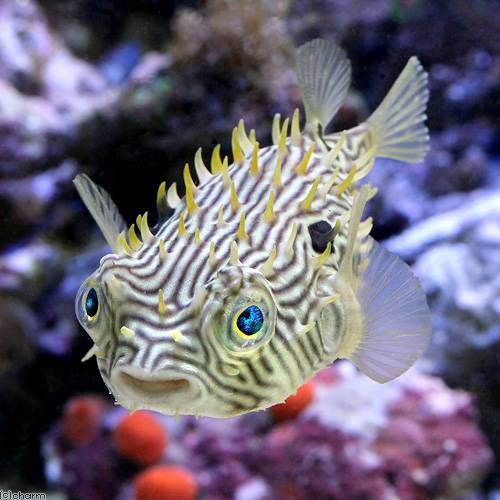 （海水魚）ストライプバーフィッシュ（１匹）　北海道・九州航空便要保温　ＣＲＣ26―30―42―10―00