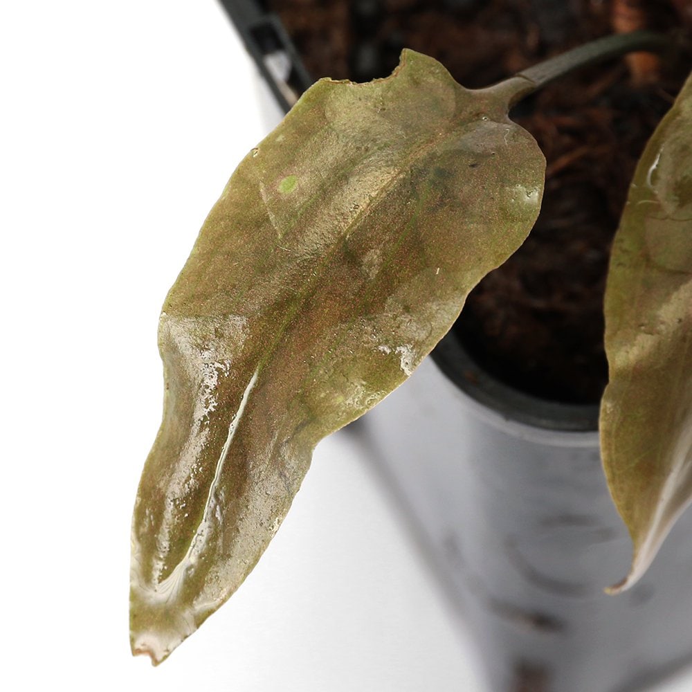 （水草）クリプトコリネ　マタケンシス　シルバーリーフ（水上葉）（１ポット）　ＣＲＣ12―72―40―00―00