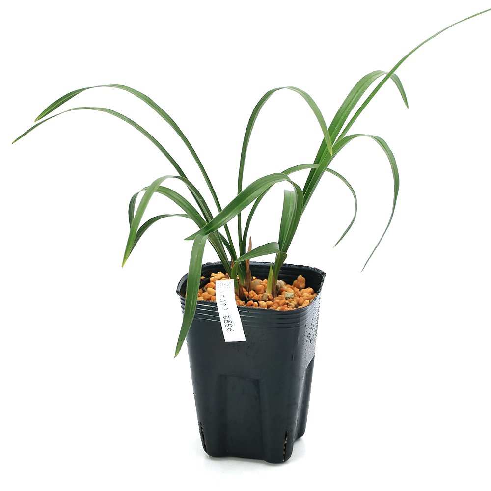 （山野草）シュンラン（春蘭）御国の花（ミクニノハナ）３号（１ポット）日本春蘭　古典園芸　ＣＲＣ15―35―12―00―00