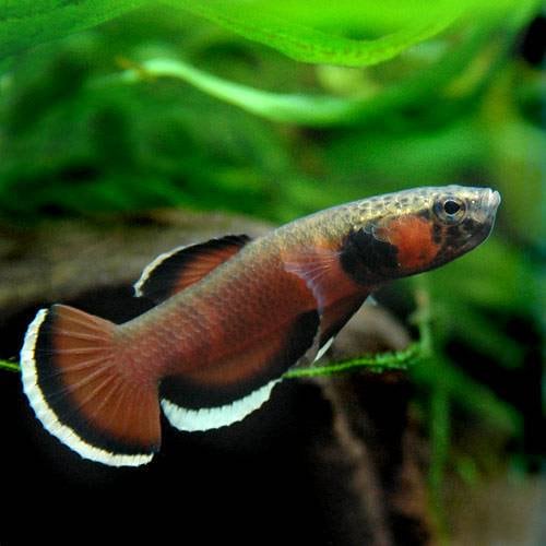 （熱帯魚）ベタ・アルビマルギナータ（ワイルド）（１ペア）　北海道・九州航空便要保温　ＣＲＣ13―32―08―00―00