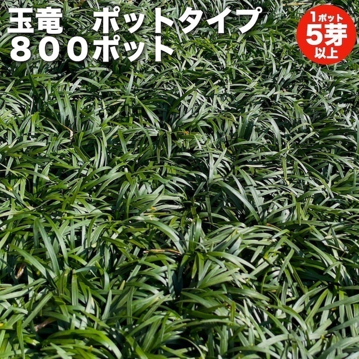 タマリュウ（玉竜）ポットタイプ 800ポット 約8平米から32平米分　グランドカバー　産地直送