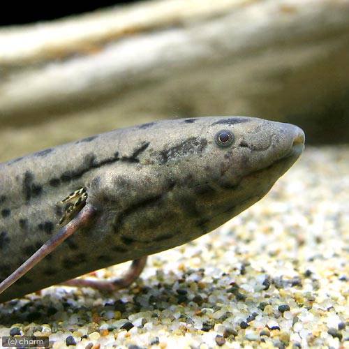 （熱帯魚）プロトプテルス・アネクテンス（１匹）　北海道航空便要保温　ＣＲＣ13―56―90―00―00