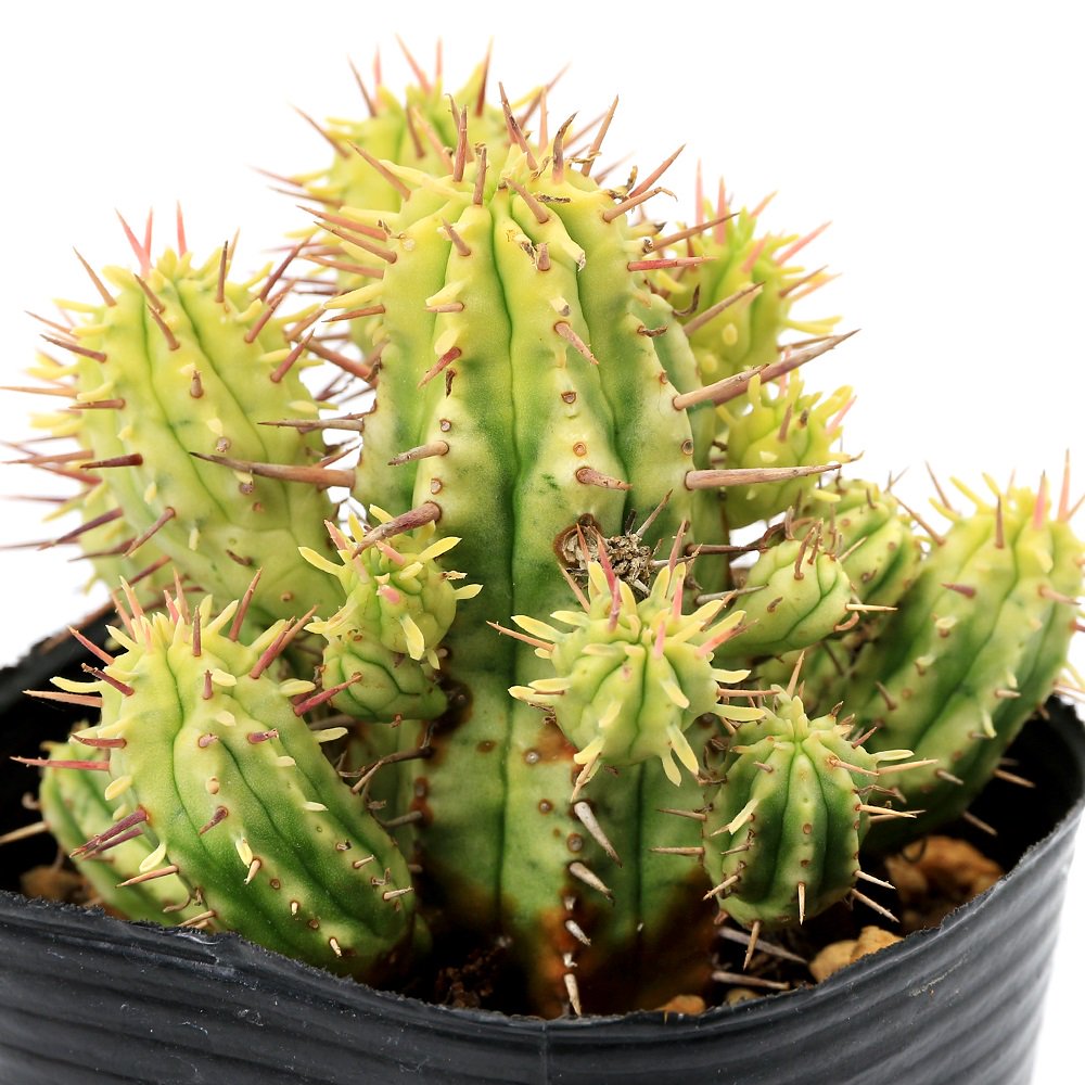 （多肉植物）ユーフォルビア　紅彩閣錦（コウサイカクニシキ）　２．５号（１ポット）　ＣＲＣ15―60―60―00―00