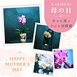 母の日 母の日ギフト 母の日プレゼント 胡蝶蘭 花 生花 鉢花 Mini Orchid フラワーギフト プレゼント ギフト