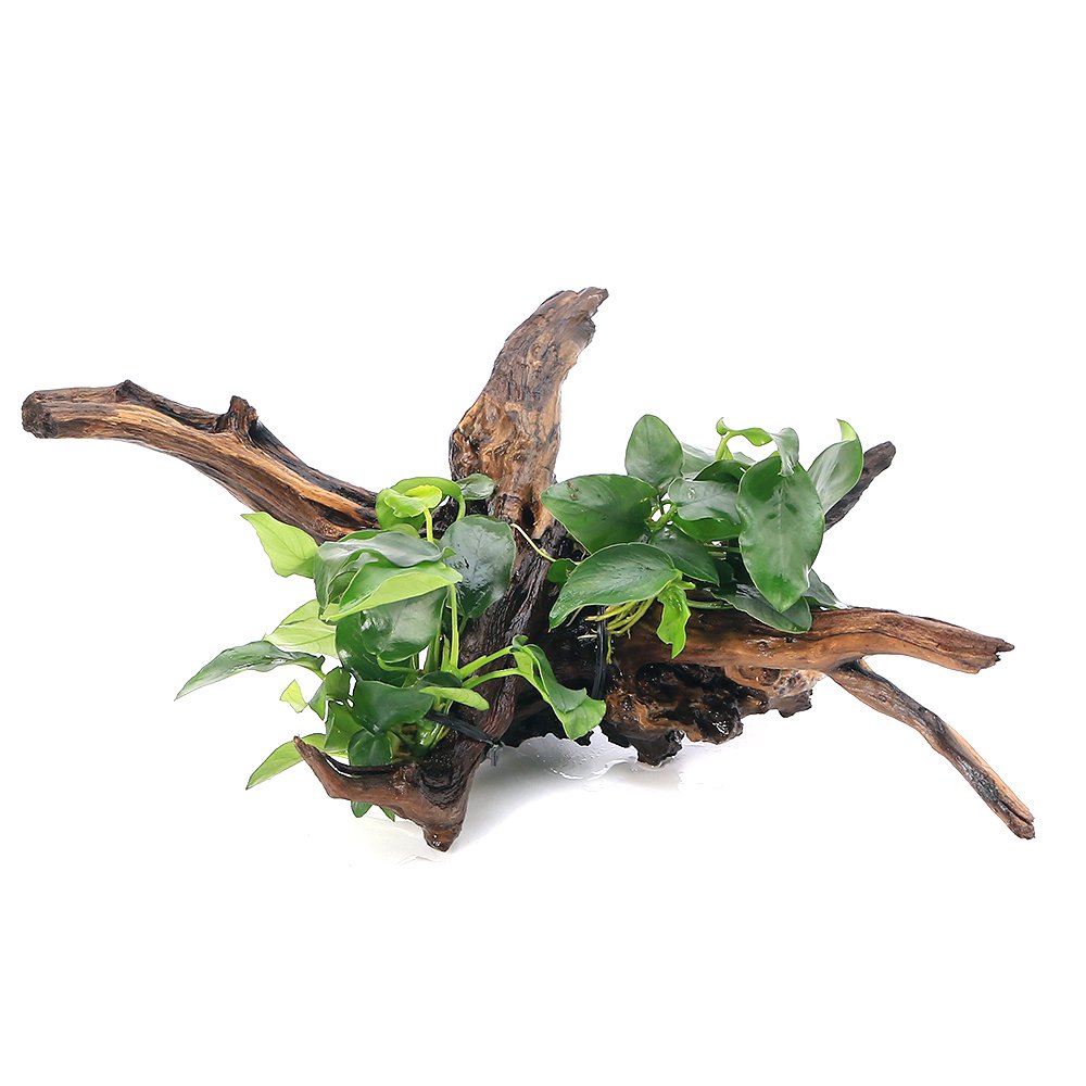 （水草）アヌビアスナナ　ディアーホーンウッド付（約２５ー３０ｃｍ）（水上葉）（１本）　ＣＲＣ12―60―10―10―00