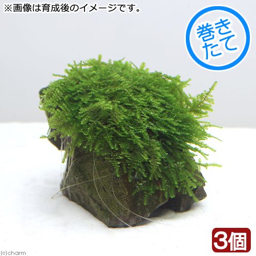 （水草）巻きたて　モスｓｐ．パルケータスエマス　蛍光グリーンタイプ　風山石Ｓサイズ（水中葉）（無農薬）（３個）　ＣＲＣ12―18―99―00―00