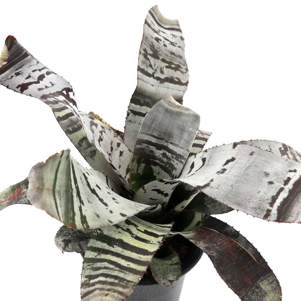 （観葉植物）エクメア　チャンティニー　’ブラックアイス’　５号（１鉢）タンクブロメリア　ＣＲＣ15―30―20―22―00