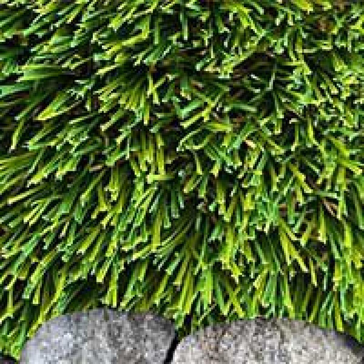 デュポン DuPont 人工芝 リアリーターフ ヨーロピアン ロング 40mm 2m幅×5m RET40-2-5ERP 抗菌 防炎 防カビ 静電気抑制 グリーンフィールドc