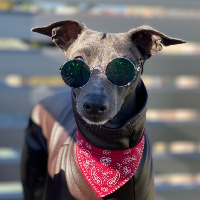 イタグレ服 ロンパースレザーミンク 小型犬 中型犬 春秋冬 イタリアングレーハウンド服 犬服 ペット服
