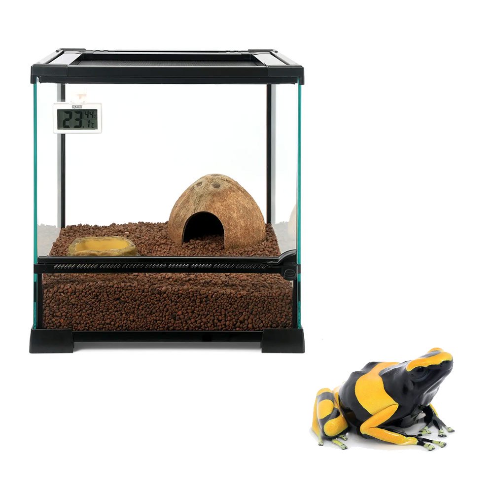 （両生類）ヤドクガエルの基本飼育セット＆「キオビヤドクガエル　ギアナ　バンド」　本州四国限定　ＣＲＣ17―10―35―10―00