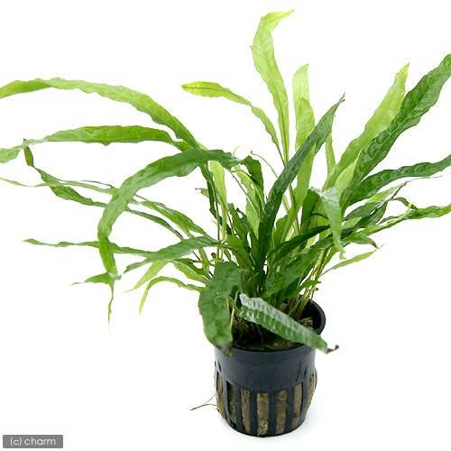 （水草）ミクロソリウム　ナロー（トロピカポット）（無農薬）（３ポット分）　ＣＲＣ12―58―30―60―00