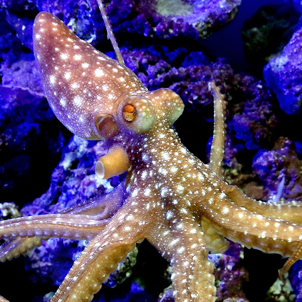 （海水魚）タコ　サメハダテナガダコ　Ｌサイズ（１匹）　北海道航空便要保温　ＣＲＣ26―99―00―00―00