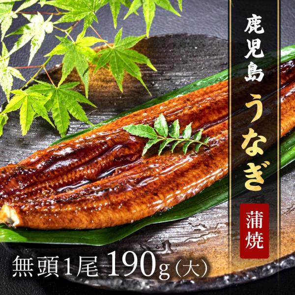 鹿児島うなぎ無頭 蒲焼1尾（大）190g × 1P タレ・山椒付 / 鰻 ウナギ ギフト