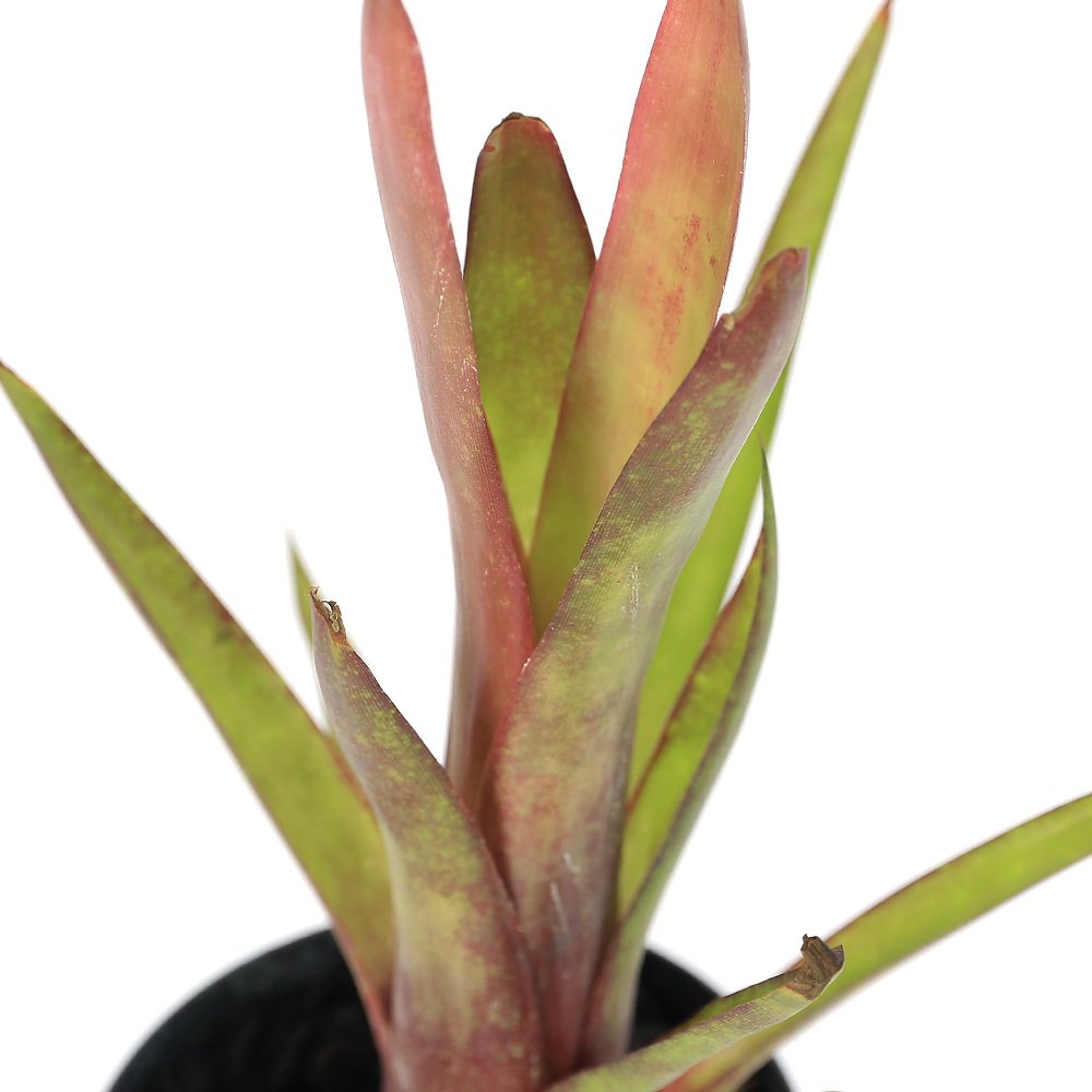 （観葉植物）ビルベルギア　’ビードルバーグ’　３号（１株）　ＣＲＣ17―80―40―00―00