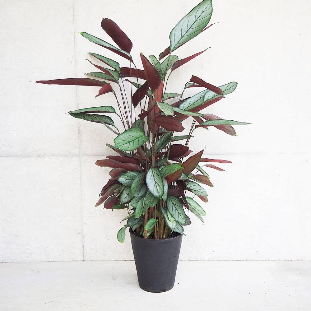 ＩＴＡＮＳＥ カラテア(クテナンテ) セトサ 8号 1個売り【品種で選べる観葉植物】クズウコン科カラテア属 非耐寒性多年草這うように横に広がる茎とシルバーリーフが特徴葉脈と縁に濃いグリーンの模様が